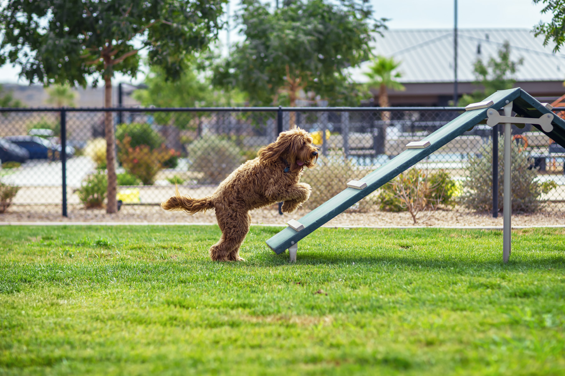 A fluffy dog climbs an agility ramp at the pet-friendly dog park in Settlers Point Luxury RV Resort, Southern Utah, offering fun activities for pets and families near Zion National Park.