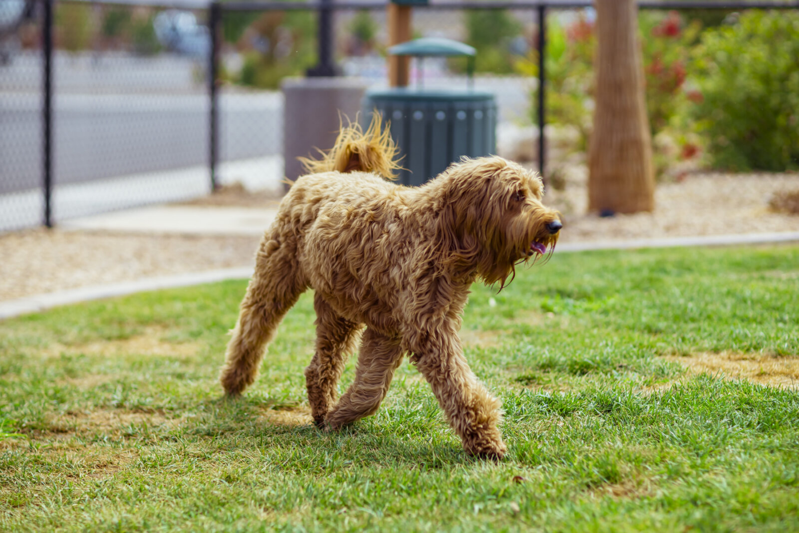 A fluffy golden-brown dog with curly fur walks across green grass near a metal fence with trash bins visible in the background.