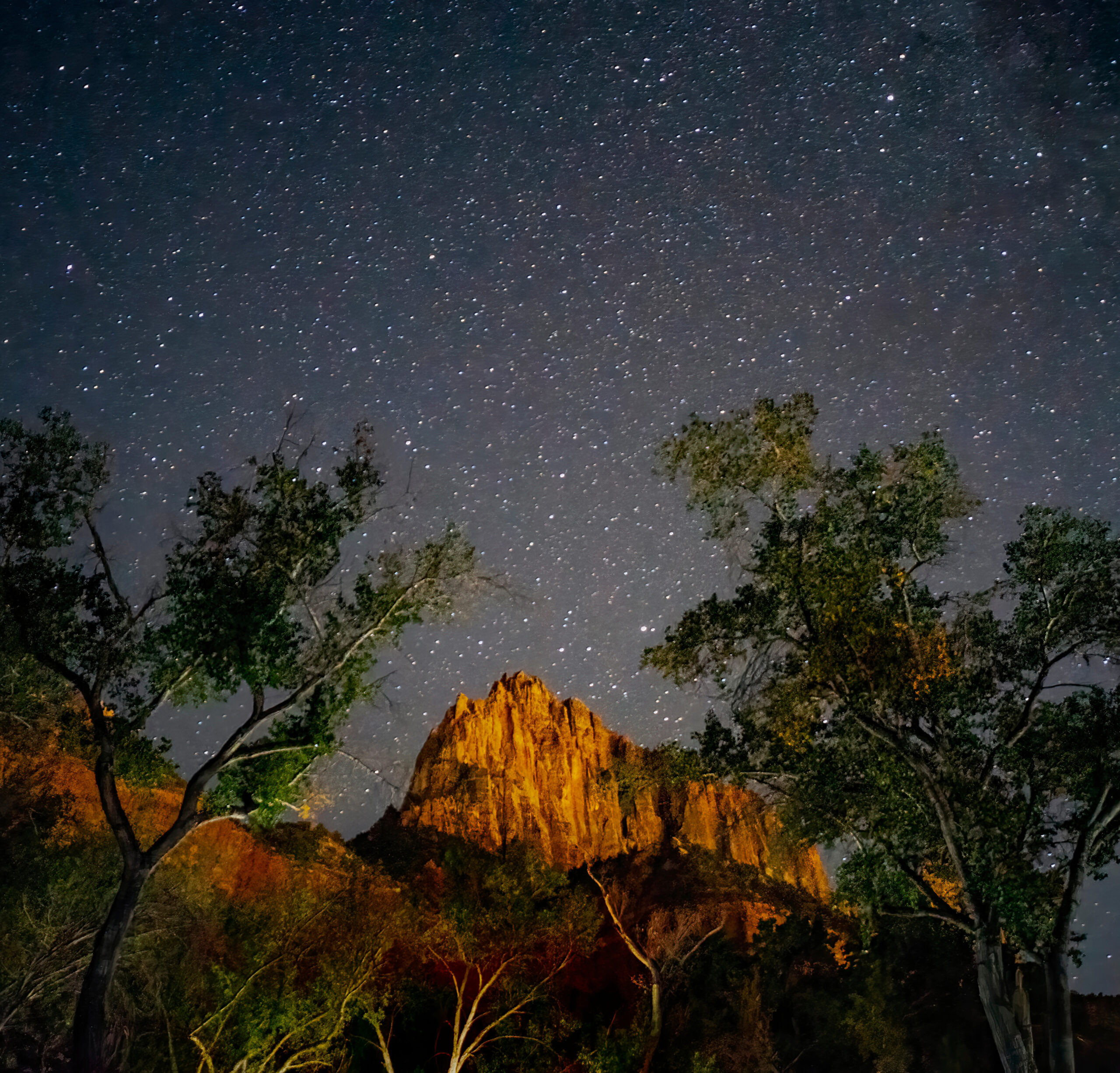 Stunning night sky filled with stars over Zion National Park, framed by trees and illuminated red rock cliffs.