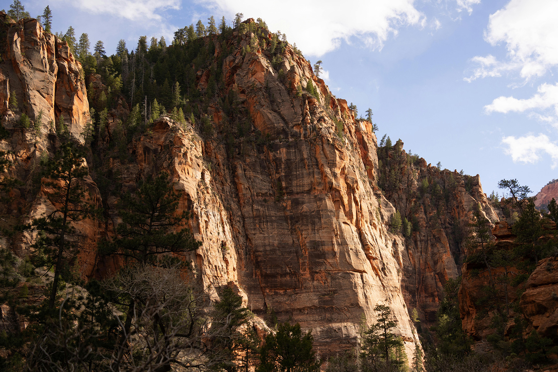 Towering sandstone cliffs and forested ledges in Zion National Park, captured by Alex Moliski (https://www.pexels.com/@alexmoliski), showing a dramatic hiking destination near Settlers Point Luxury RV Resort