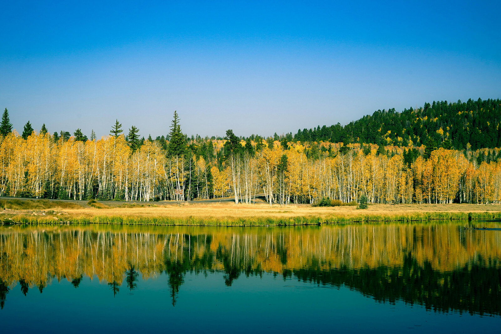 Golden autumn aspen trees with bright yellow leaves line the shore of a calm lake, their reflection mirroring perfectly in the still water below.