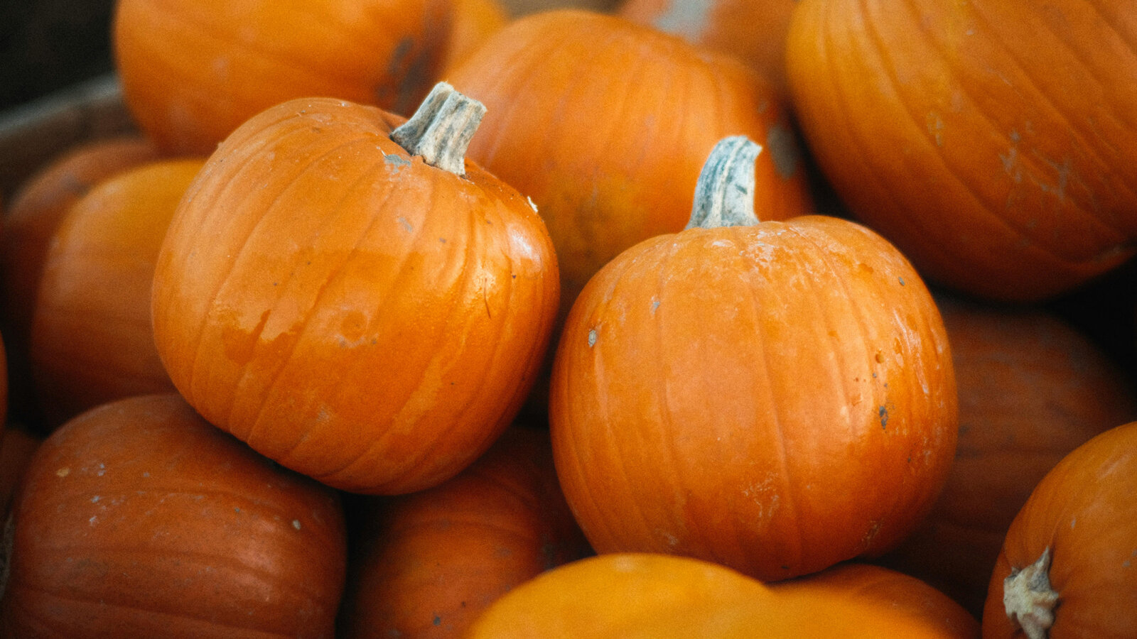 Multiple orange pumpkins of various sizes clustered together, showing their round shapes, ribbed surfaces, and green stems in natural lighting.