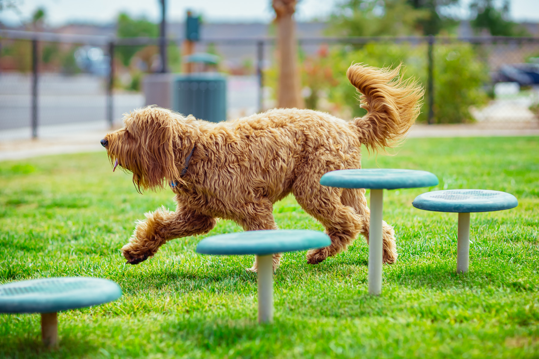 Dog jumping toward the agility ramp in the dog park at a luxury rv resort, highlighting pet-friendly rv parks amenities in St George Utah.