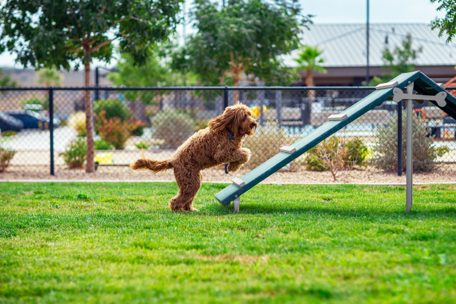 A curly-haired brown dog runs up a green agility ramp in a fenced dog park with green grass and trees in the background.