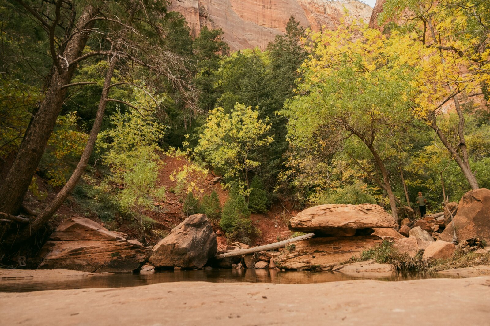 A shallow creek flows past large sandstone boulders surrounded by green and golden-leafed trees beneath towering red rock cliffs.